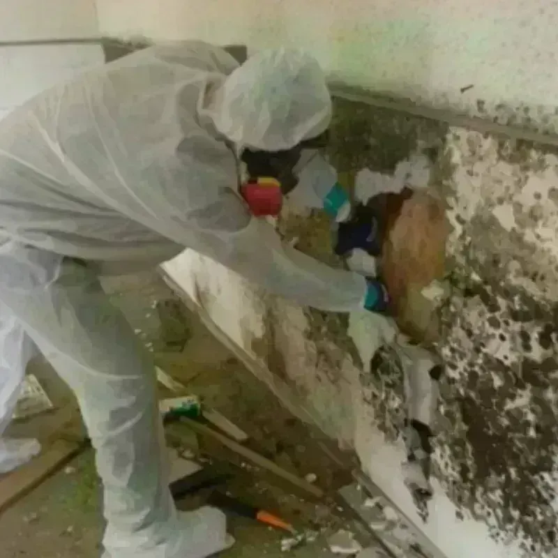 Mold Remediation and Removal in Rockford, IL